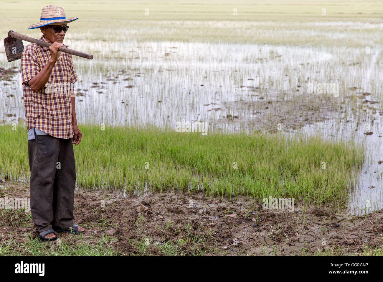 Anziani riso tailandese agricoltore nel campo di riso Foto Stock