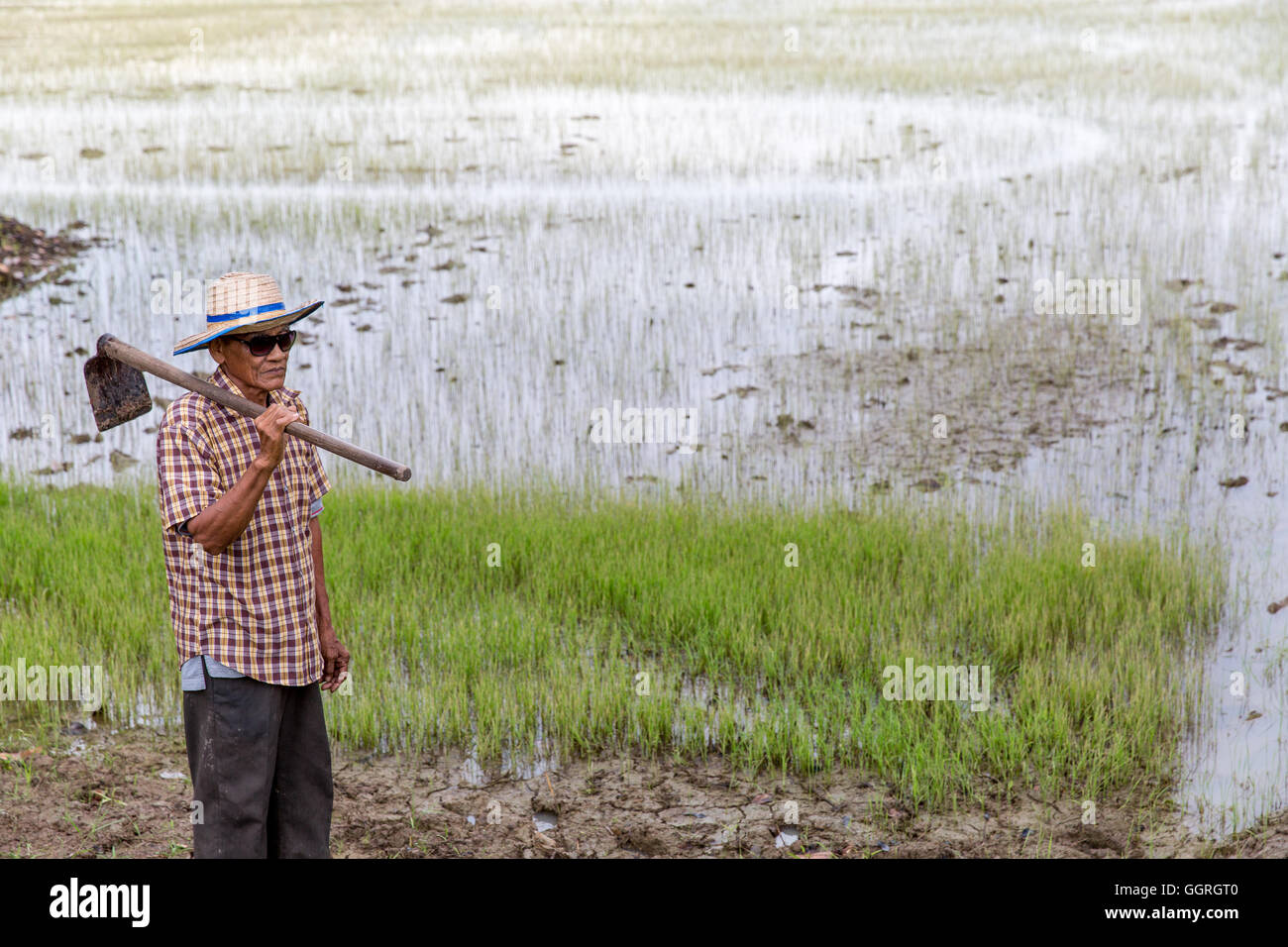 Anziani riso tailandese agricoltore nel campo di riso Foto Stock