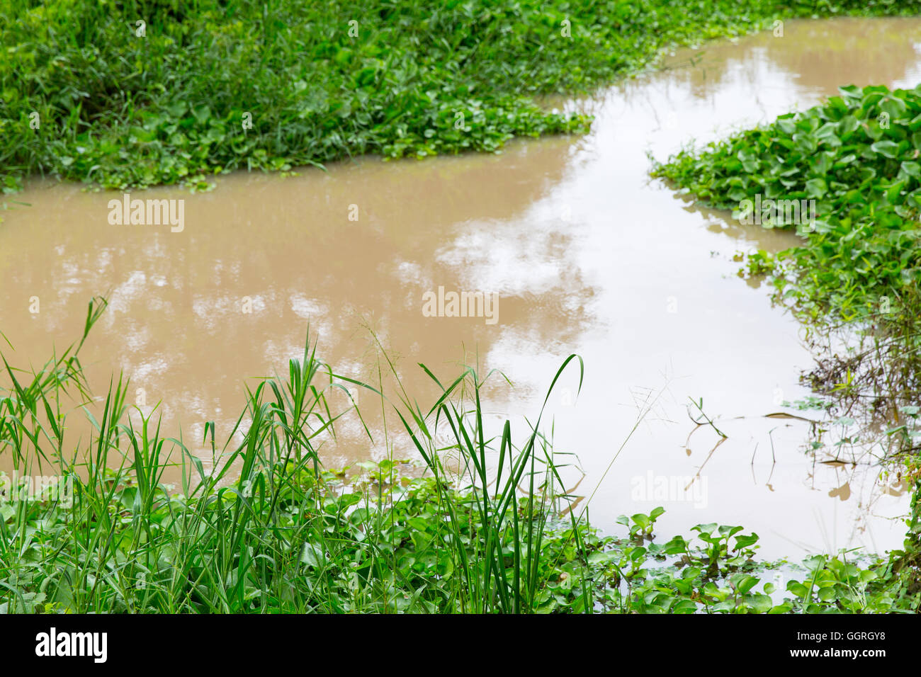 Acqua fangosa con la crescita verde sulla sua superficie Foto Stock