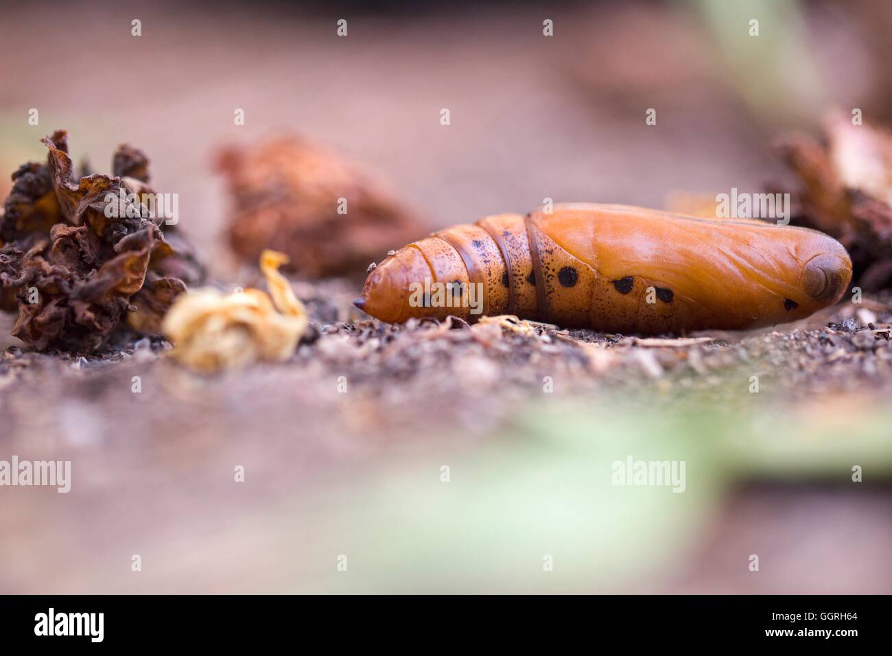 Pupa di un bruco dell'oleandro Hawk-moth (Daphnis nerii) sul terreno questo ciclo dura circa un 120 giorni fotografati in Israele nel mese di settembre Foto Stock
