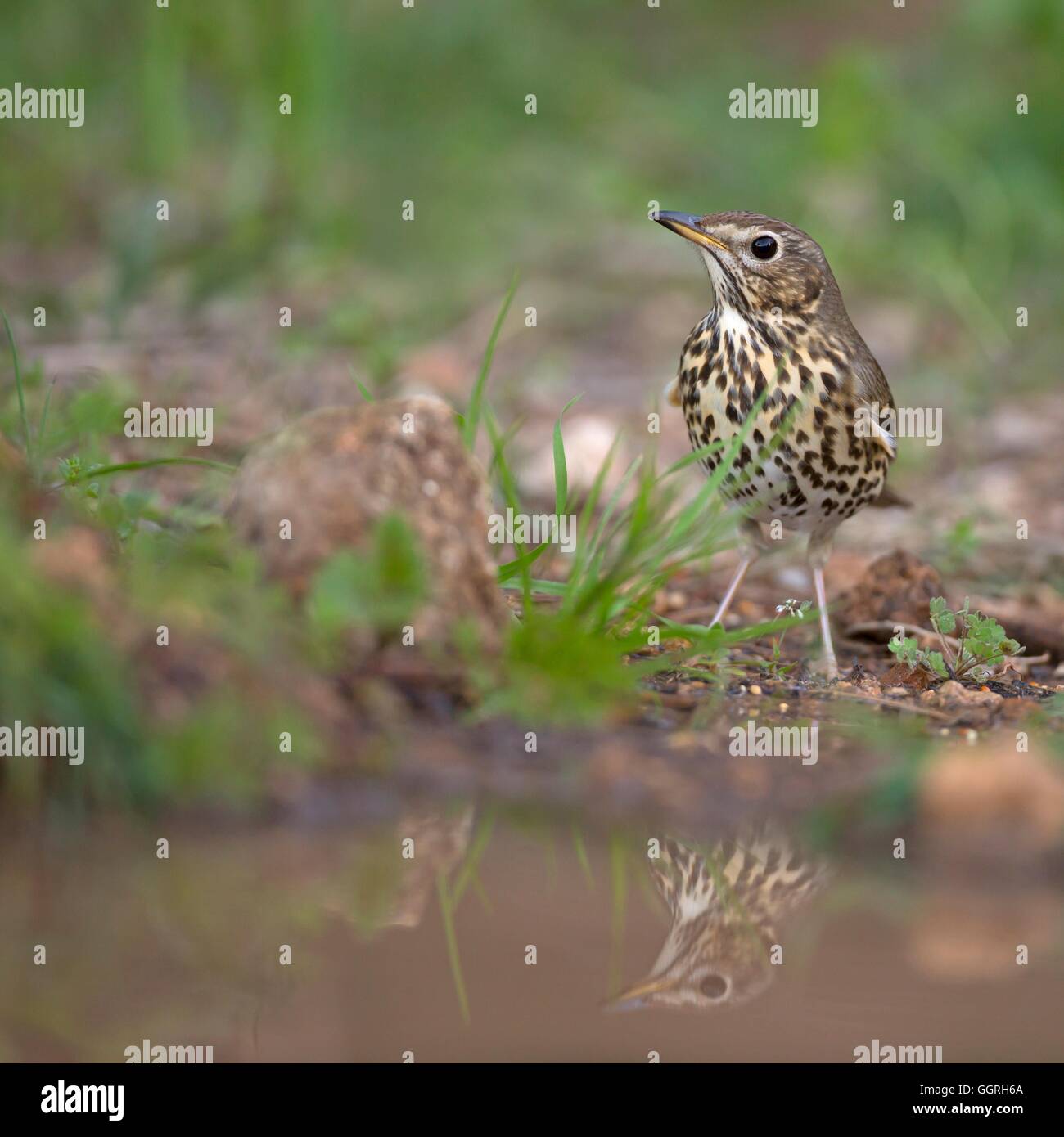 Tordo Bottaccio (Turdus philomelos) sul terreno nei pressi di una pozza d'acqua, questo uccello abita il bosco, siepi e giardini recintati e si nutre di insetti, vermi di lumache e frutti. Si tratta di una creatura timida e feed di solito sotto la copertura, essere camuffati da mi Foto Stock