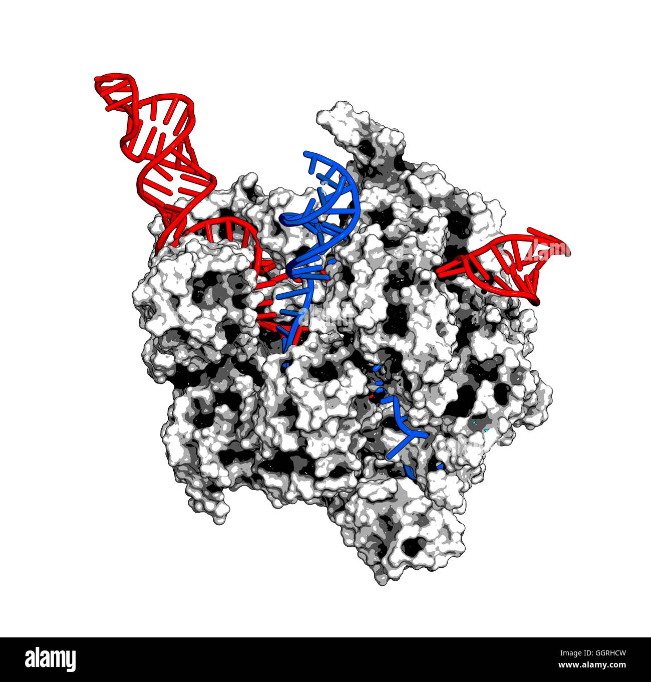 CRISPR-CAS9 gene complesso di editing da Streptococcus pyogenes. Il cas9 proteina nucleasi utilizza una guida sequenza di RNA per tagliare il DNA in un sito complementare. Utilizzato in ingegneria del genoma e la terapia genica. Cas9: superficie molecolare modello (bianco). RNA: modello della scaletta, re Foto Stock