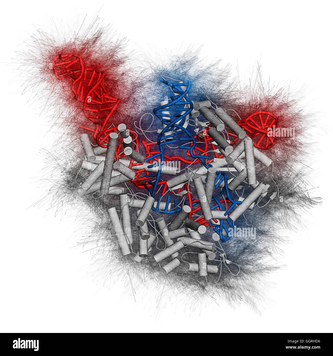 CRISPR-CAS9 gene complesso di editing da Streptococcus pyogenes. Il cas9 proteina nucleasi utilizza una guida sequenza di RNA per tagliare il DNA in un sito complementare. Utilizzato in ingegneria del genoma e la terapia genica. Cas9 proteina: modello cartoon, bianco. DNA: modello della scaletta, blu. Foto Stock