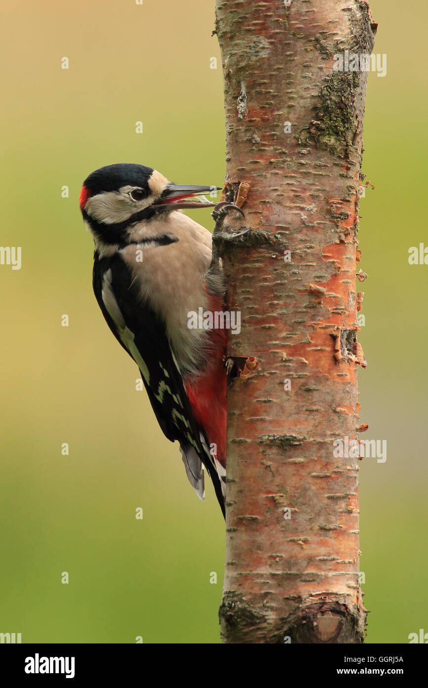 Maschio di Picchio rosso maggiore, noto anche come Picchio Rosso o semplicemente Picchio, appollaiato su un albero a mangiare cibo Foto Stock