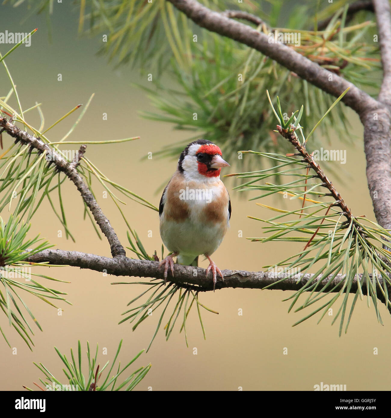 Unione cardellino, nota anche semplicemente come cardellino, appollaiato su un pino silvestre Foto Stock