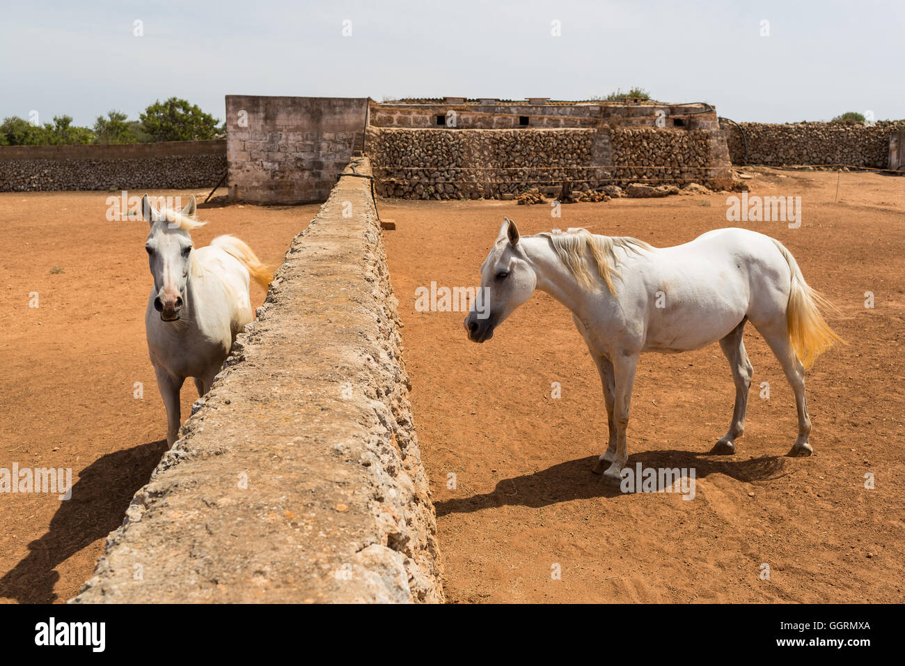I cavalli bianchi nella parte anteriore di un antico rifugio di pietra Foto Stock