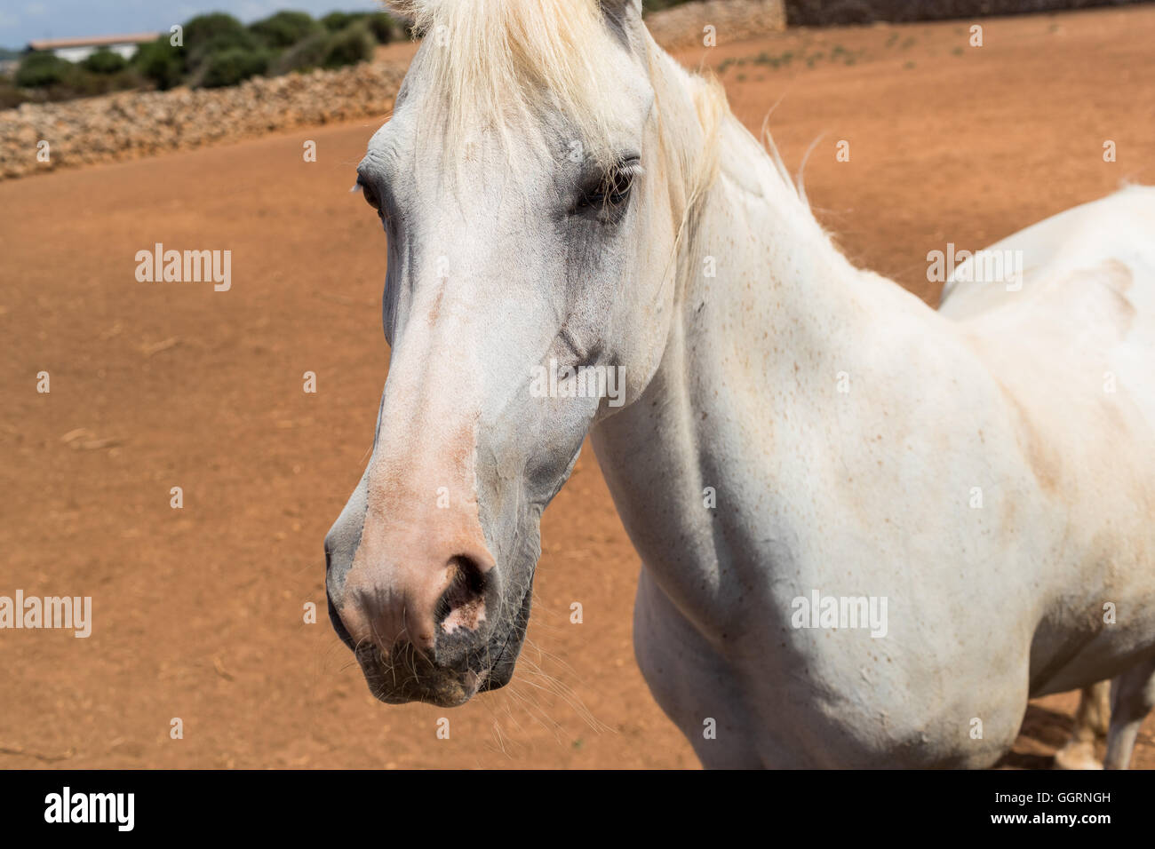 Cavallo bianco Foto Stock