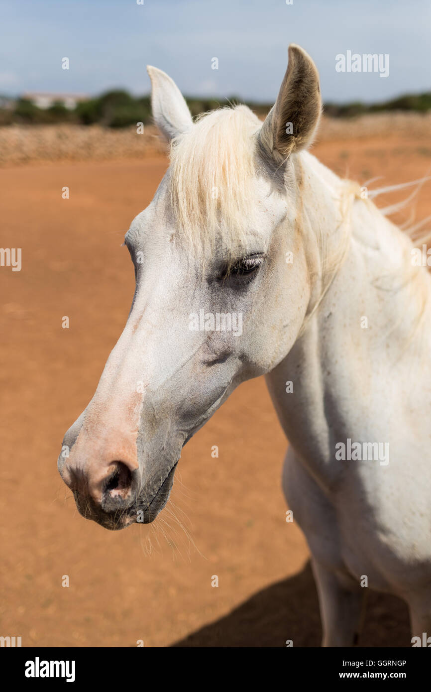 Cavallo bianco Foto Stock