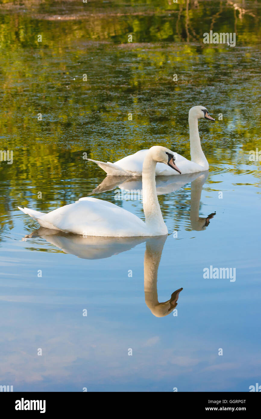 Coppia di cigni su un laghetto Foto Stock