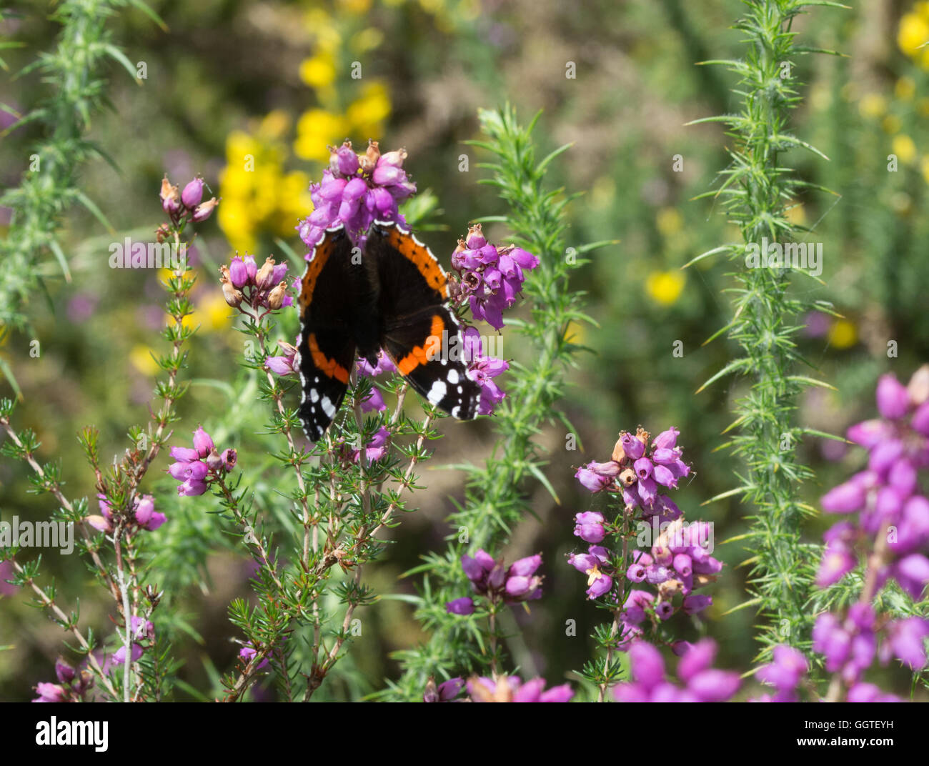 Red admiral butterfly (Vanessa Atalanta) sulla colorata heather in Surrey brughiera Foto Stock