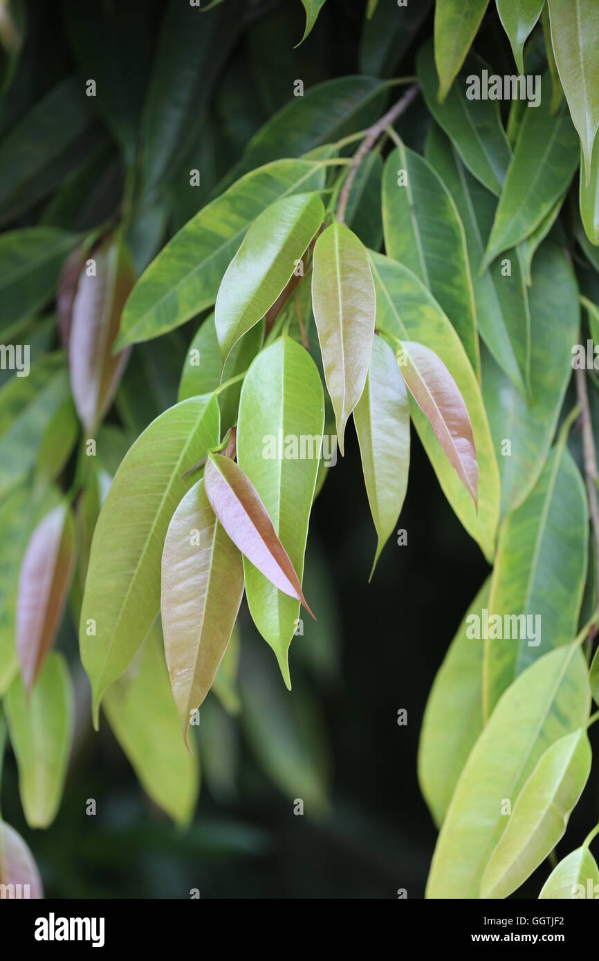 Foglie di elevata copertura vegetale. Lunga chioma di foglia di Ficus Neriifolia tree, Ficus binnendijkii, Ficus maclellandii. Fresca giovani foglie verdi di alta siepe Foto Stock