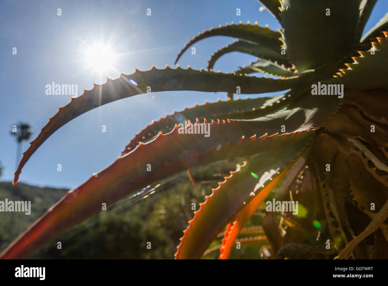 Foglie di piante di aloe Foto Stock