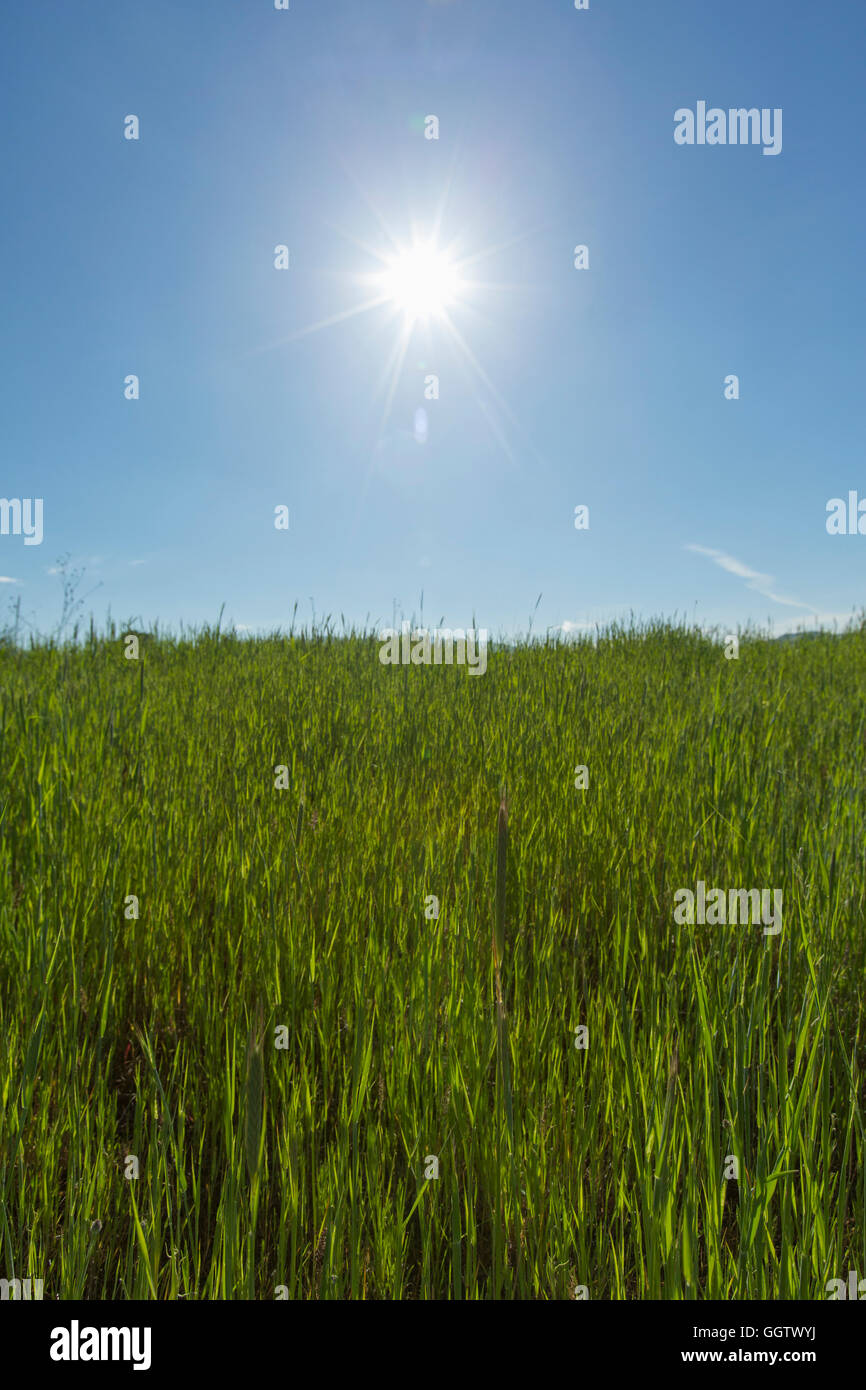 Erba alta sulla collina Foto Stock