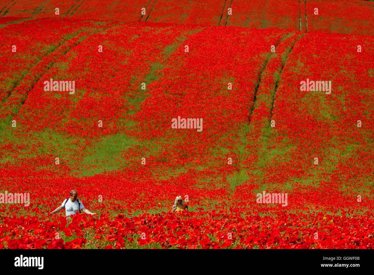 I campi di papavero in Inghilterra del sud Foto Stock