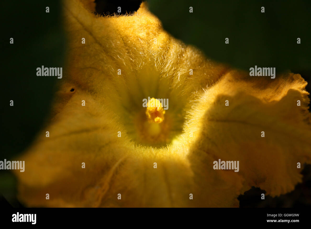 Close up di un fiore di zucchina profondo dentro di fogliame Foto Stock