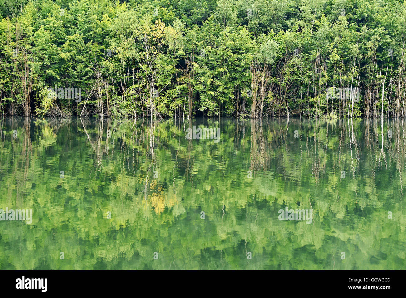 La natura particolare di riflessione della foresta nella superficie di un lago Foto Stock