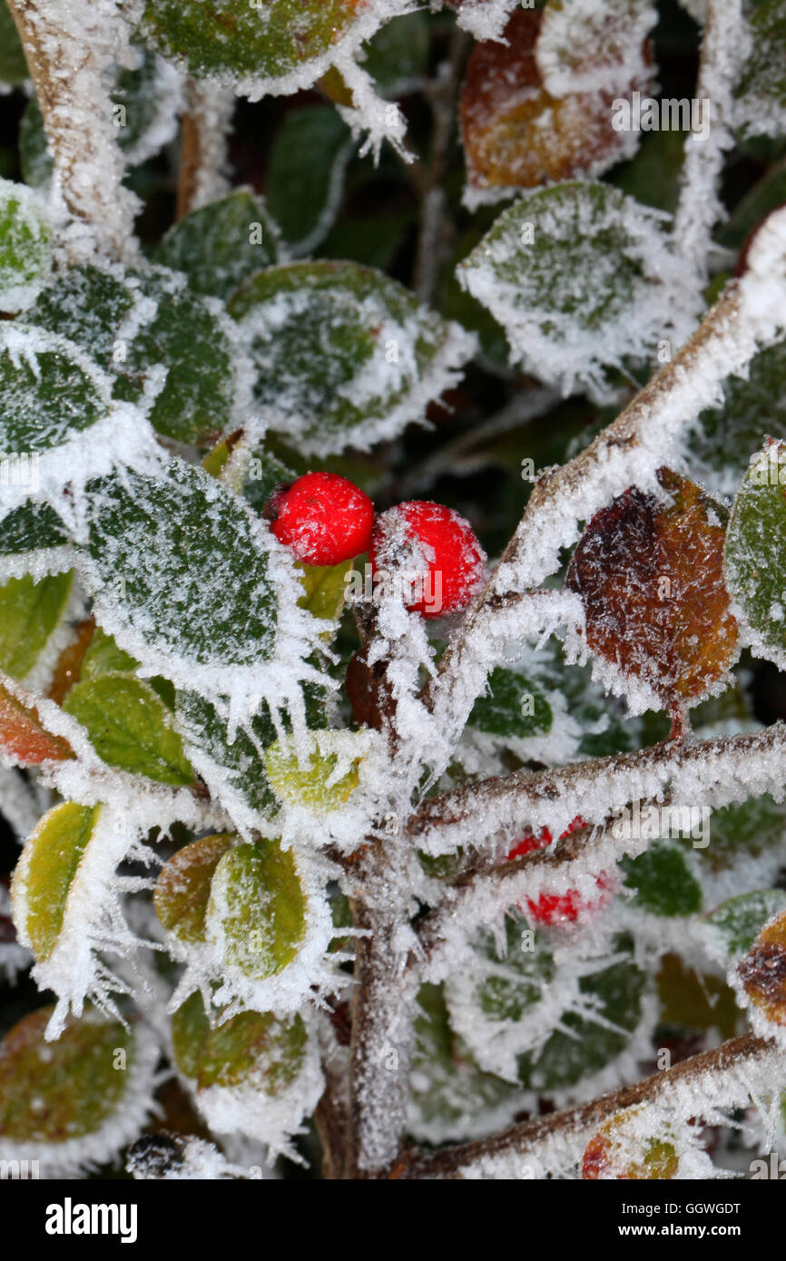A pochi sopravvissuti di frutti di bosco che si aggrappano attraverso il duro inverno Foto Stock