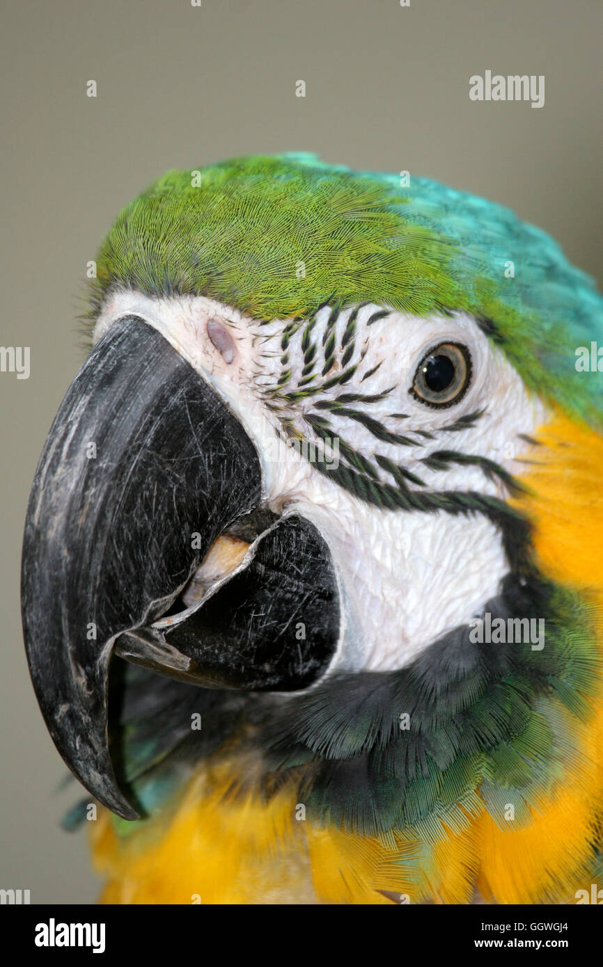 Un vicino e personal ritratto di un pappagallo Foto Stock