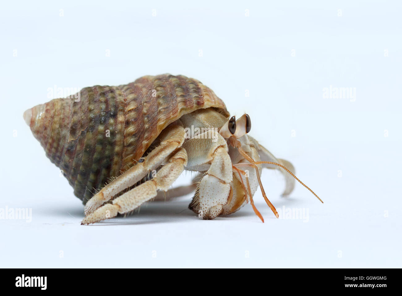 Il Granchio eremita su sfondo bianco Foto Stock