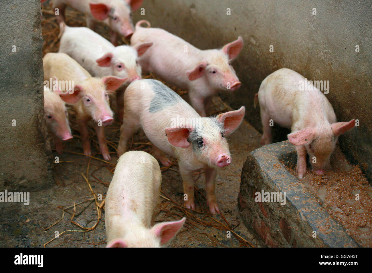Allevamento di suini finanziato da wehelpnepal.org attraverso un prestito di microcredito - Kathmandu, Nepal Foto Stock