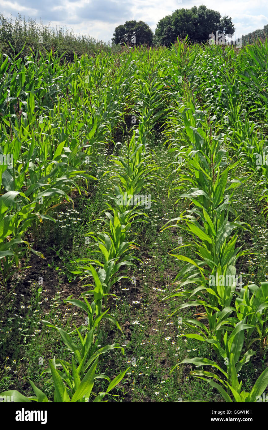 I campi di granturco granturco dolce, crescendo in Hatton, Warrington, Cheshire, North West England, Regno Unito Foto Stock