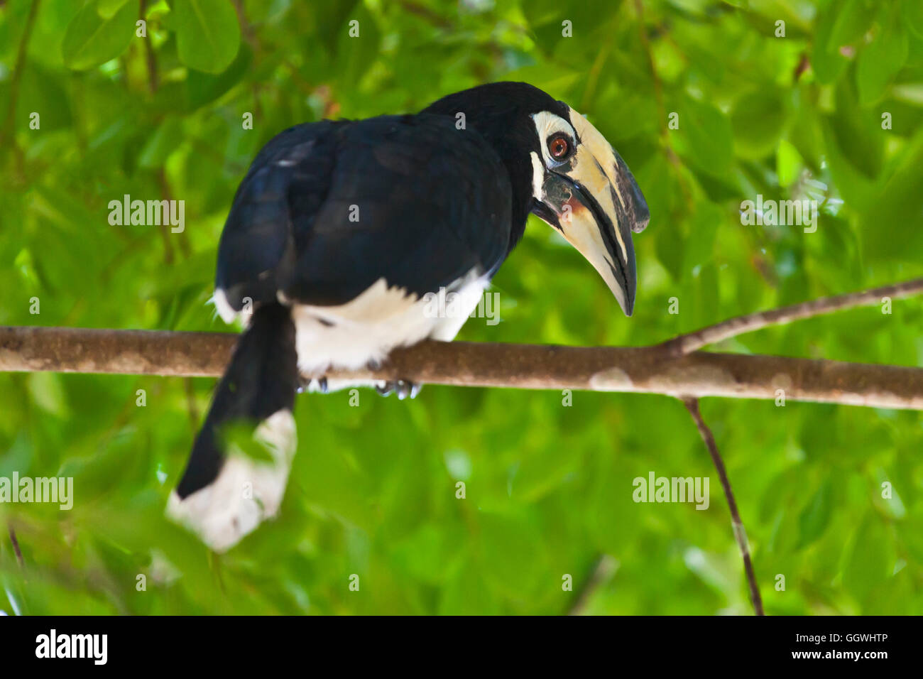 ORIENTAL PIED HORNBILL in Khao Sok NATIONAL PARK - Tailandia Foto Stock