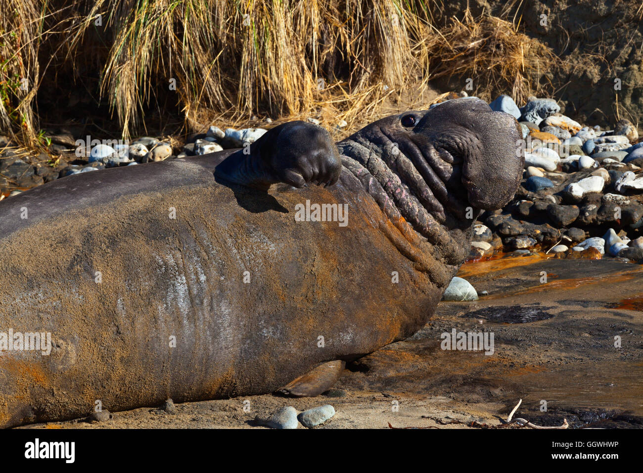 Un toro guarnizione di elefante (Mirounga angustirostris) sulla spiaggia di ANO NUEVO State Park - California Foto Stock