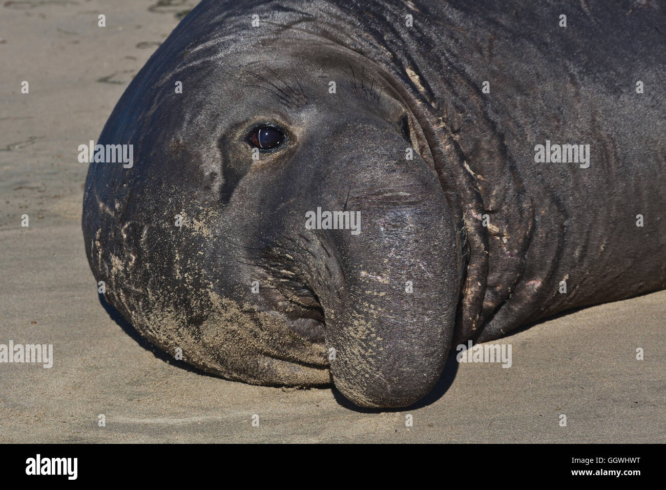 Un toro guarnizione di elefante (Mirounga angustirostris) sulla spiaggia di ANO NUEVO State Park - California Foto Stock