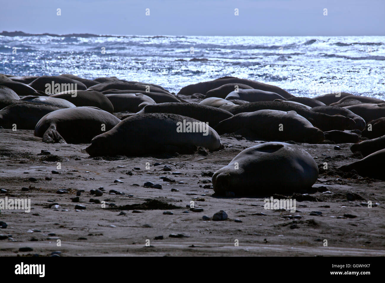 Una mandria di gran parte femmina d'elefante guarnizioni (Mirounga angustirostris) sulla spiaggia di ANO NUEVO State Park - California Foto Stock