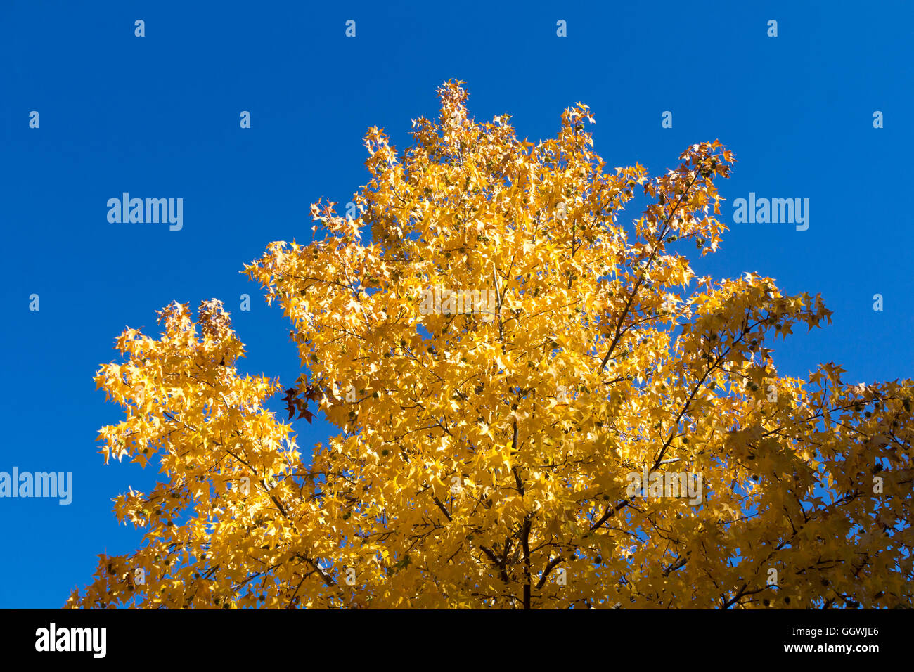 Alberi in autunno con toni gialli e blu cielo Foto Stock