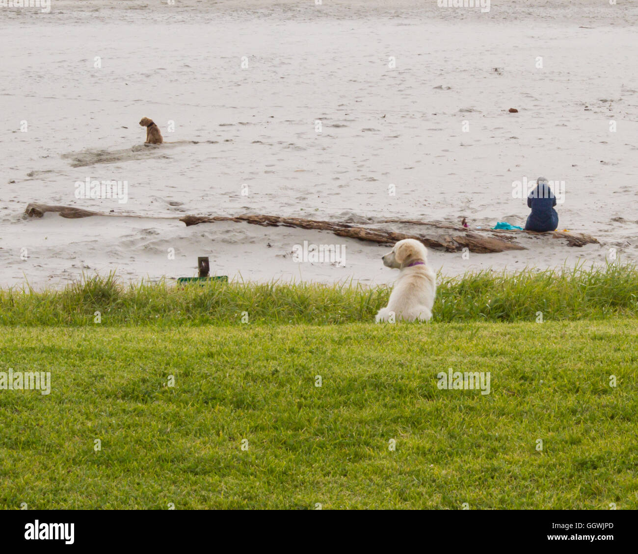 Cani su una spiaggia in Tauranga, Nuova Zelanda Foto Stock