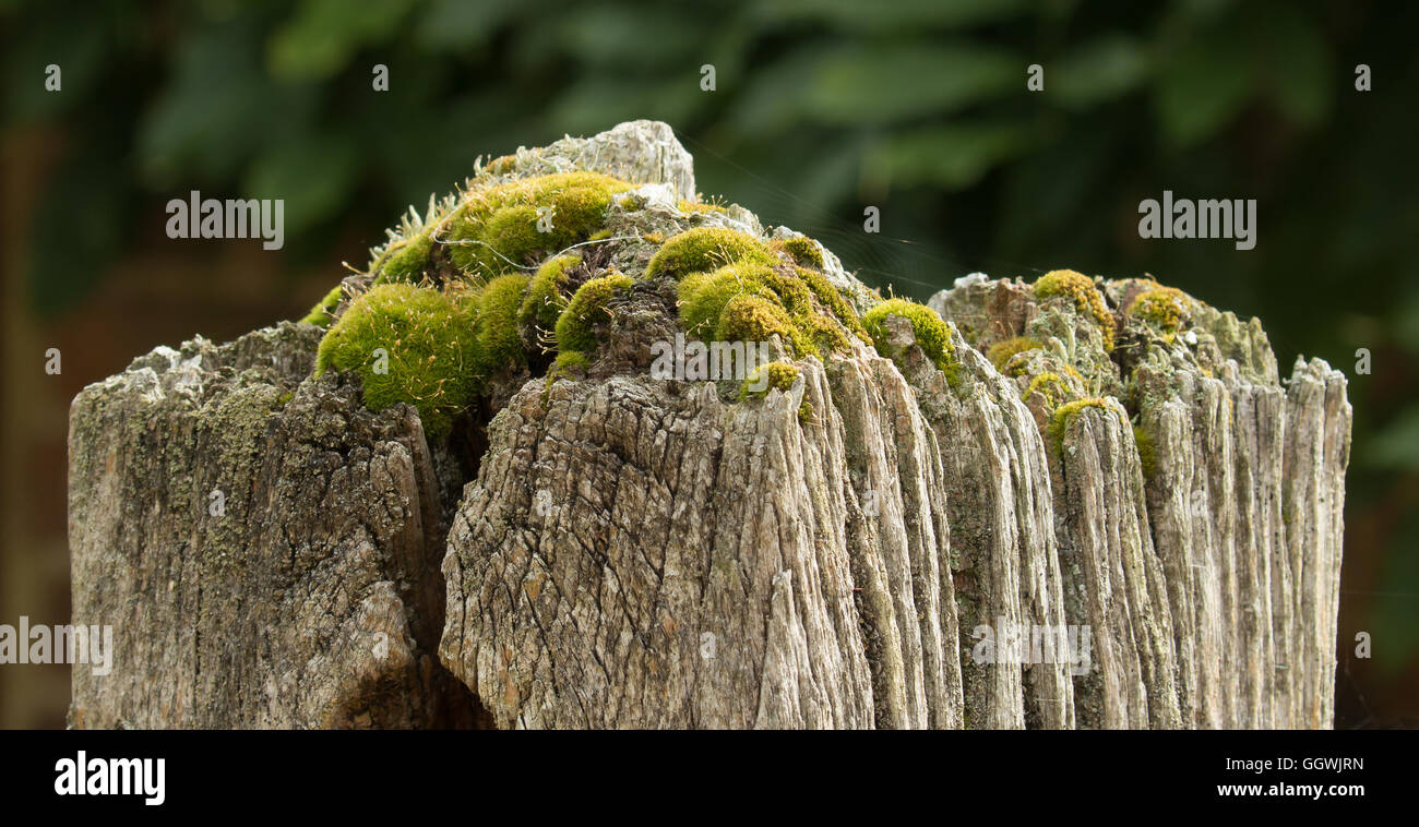 Vecchio gatepost coperte di muschio, licheni e ragnatele. Foto Stock