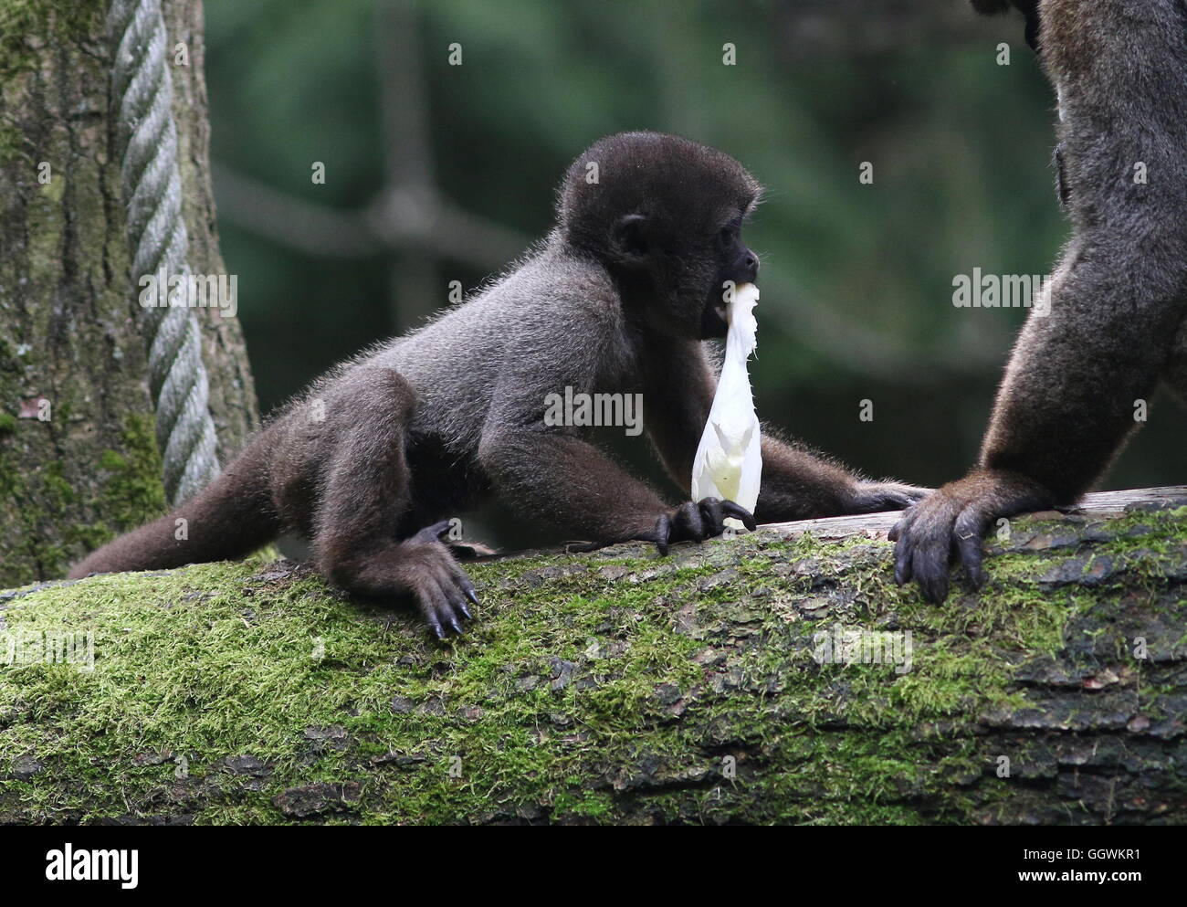 Giovane maschio Sud Americana marrone o Humboldt's lanosi scimmia (Lagothrix lagotricha) Foto Stock