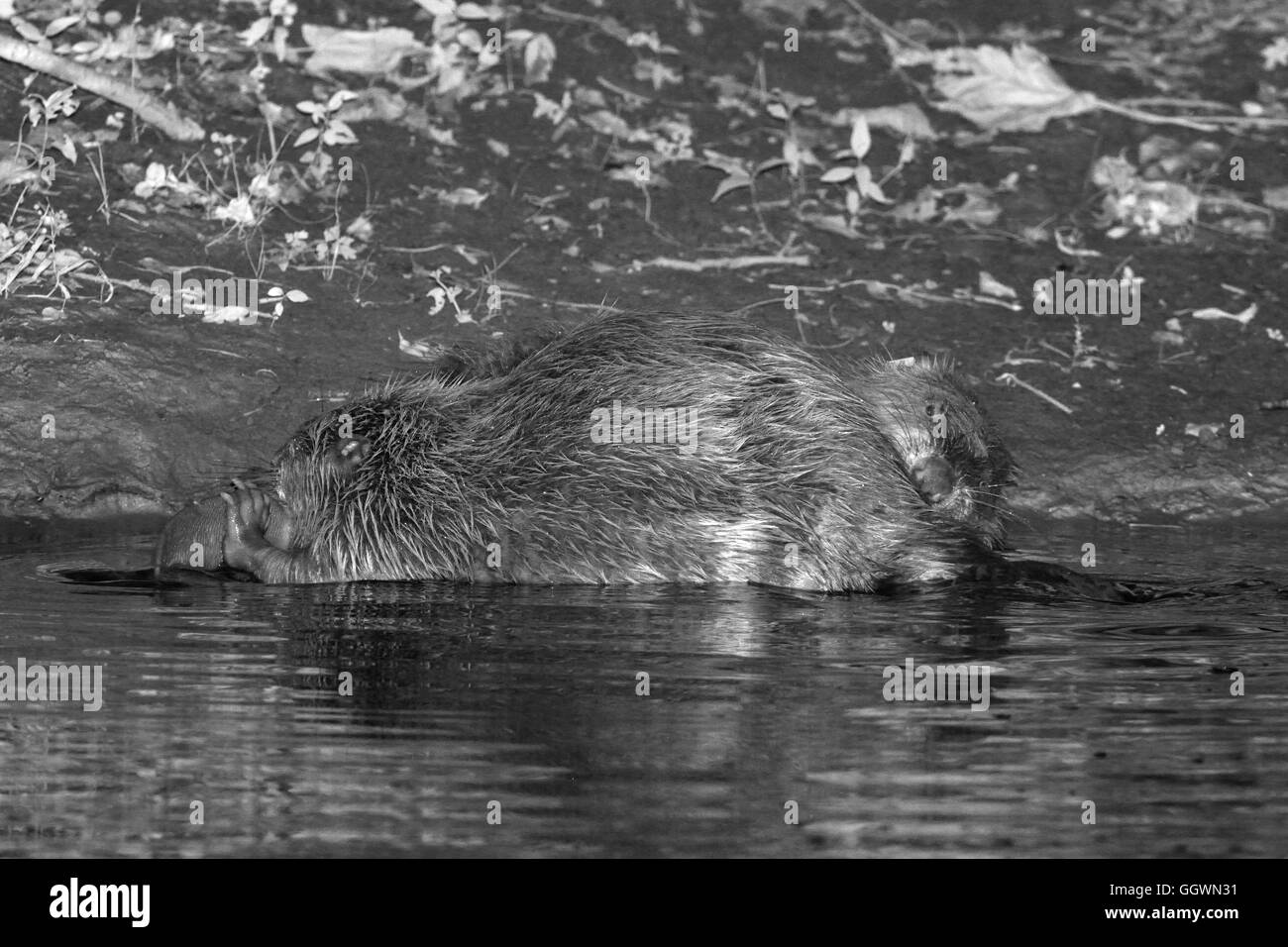 Eurasian castoro (Castor fiber) coppia toelettatura uno un altro i margini della Lontra di fiume di notte, Devon, Regno Unito, Luglio. Foto Stock