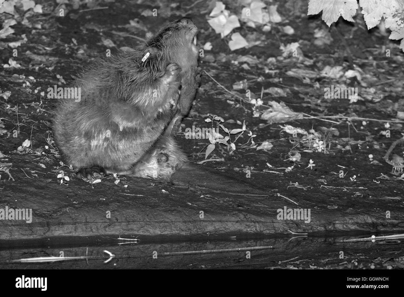 Eurasian castoro (Castor fiber) femmina toelettatura sulle rive della Lontra di fiume di notte, Devon, Regno Unito, Luglio. Foto Stock