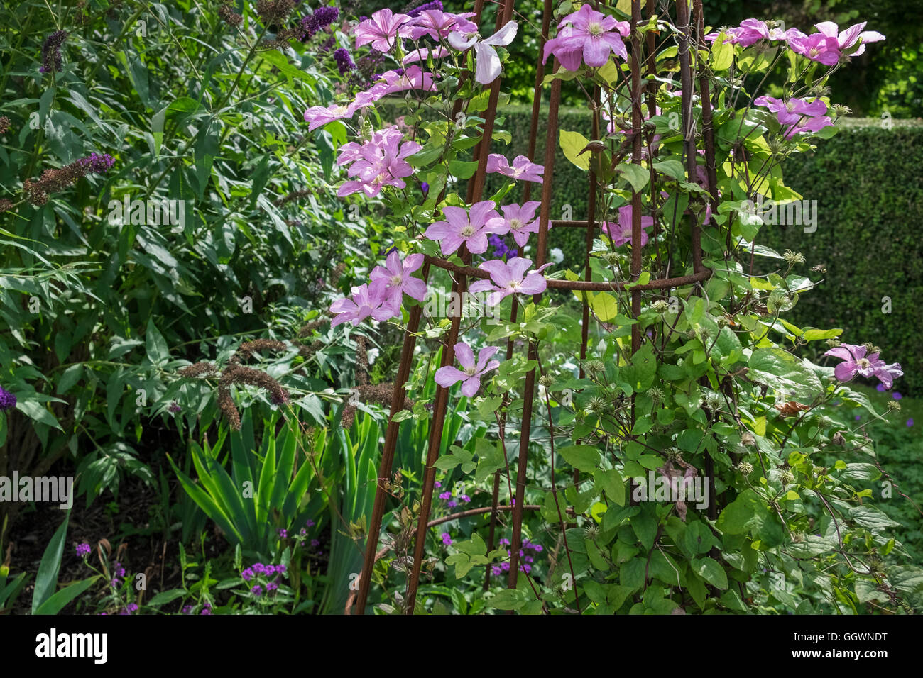 Fioritura estiva Clematis, Comtesse de Bouchaud, un membro della famiglia Ranunculaceae, fioritura in un giardino del Regno Unito. Foto Stock