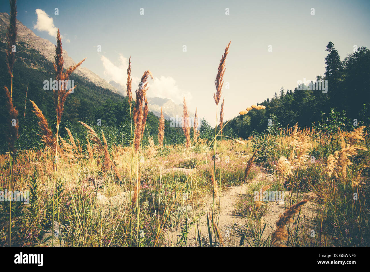 In estate la valle del paesaggio e la foresta di serena Montagne Vista panoramica Foto Stock