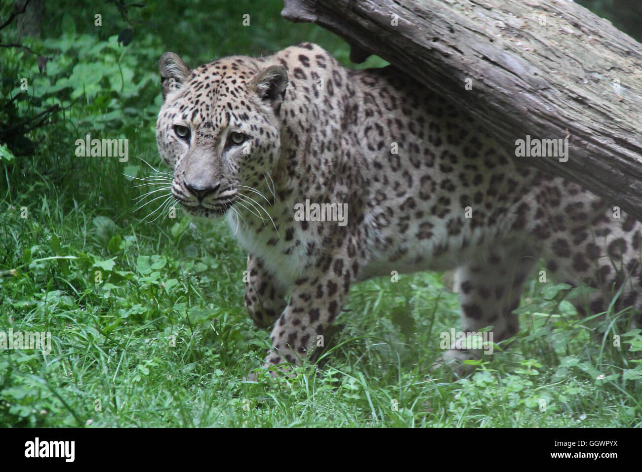 Leopardo persiano in un zoo in Francia. Foto Stock
