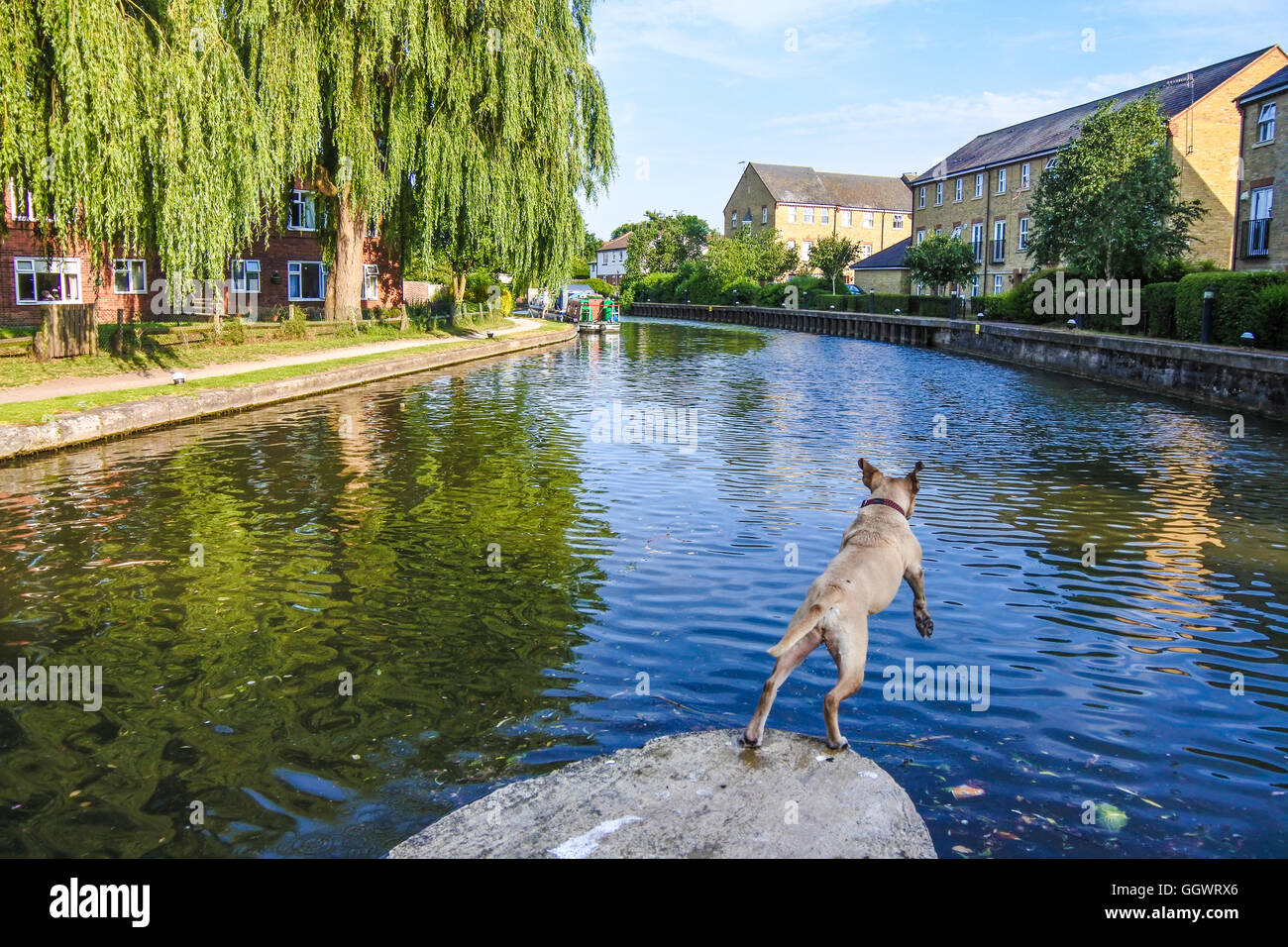 Cane (Mastiff) salta in Grand Union Canal, Berkhamsted, Regno Unito Foto Stock