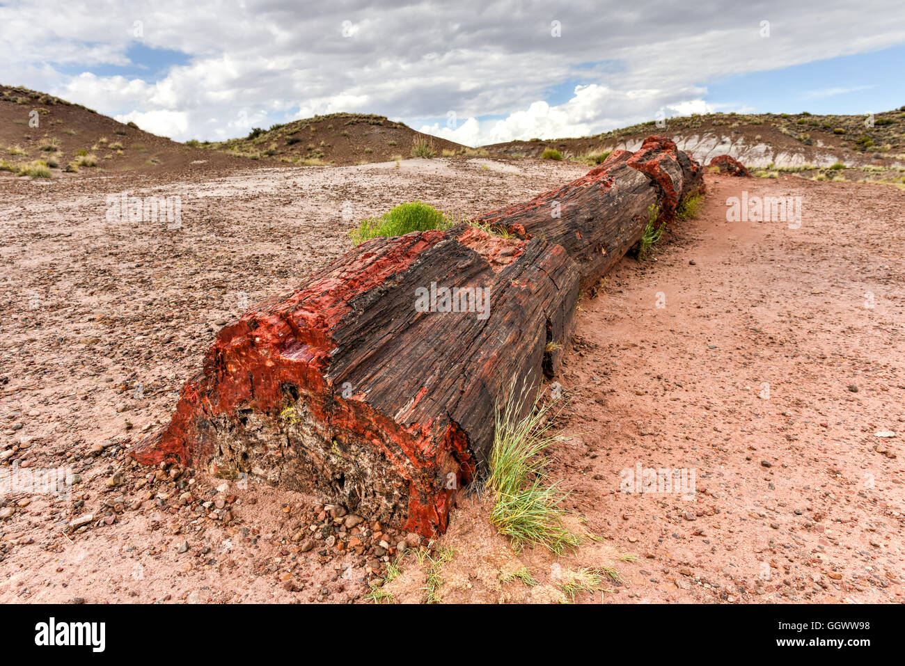 Il Jasper Forest nel Parco Nazionale della Foresta Pietrificata in Arizona. Foto Stock