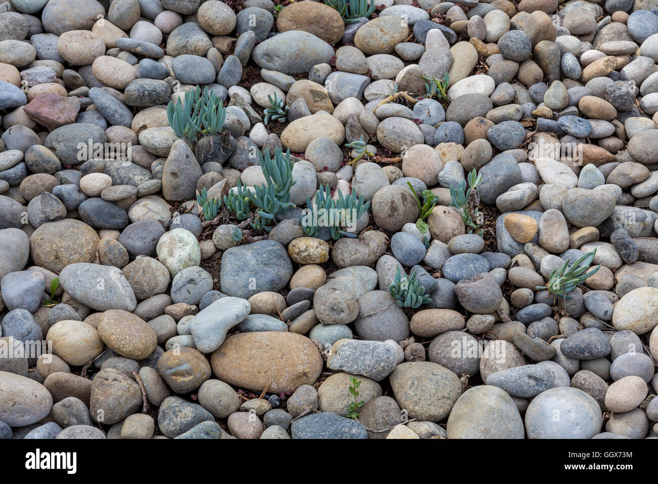 Il river rock, giardino paesaggistico, Artesa dei vigneti e della cantina, Carneros regione, la Valle di Napa NAPA County, California, Stati Uniti Foto Stock