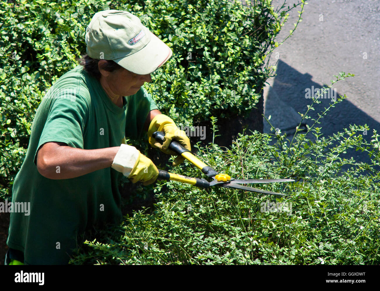 Il lavoratore da verde a Belgrado è manualmente di rifilatura dei cespugli. Foto Stock