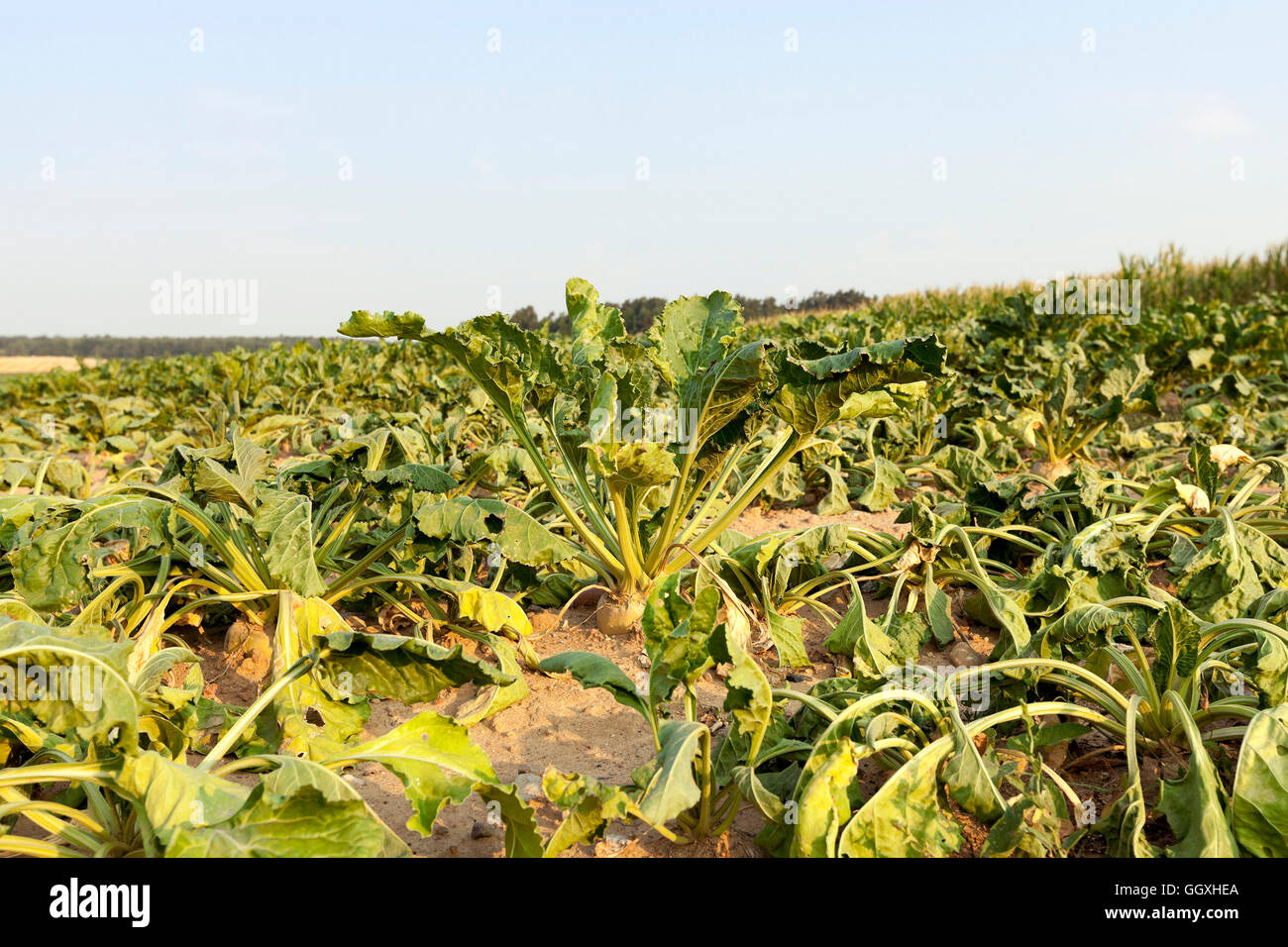 Lenta la barbabietola da zucchero Foto Stock