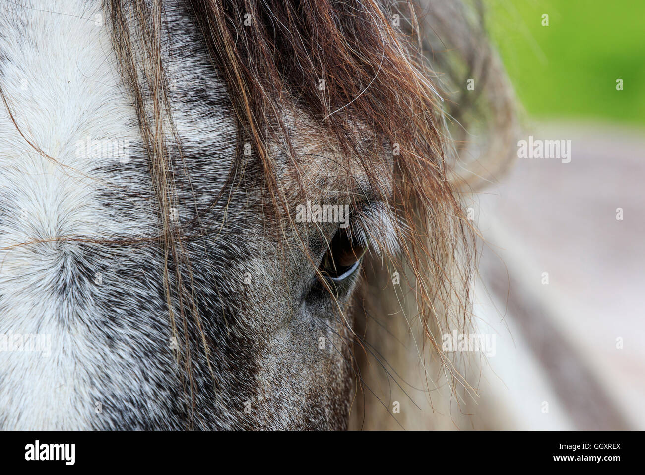 In prossimità della testa di un cavallo Foto Stock