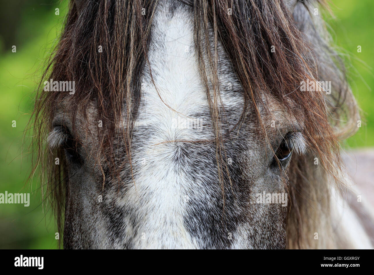 Cloe fino della testa di un cavallo Foto Stock