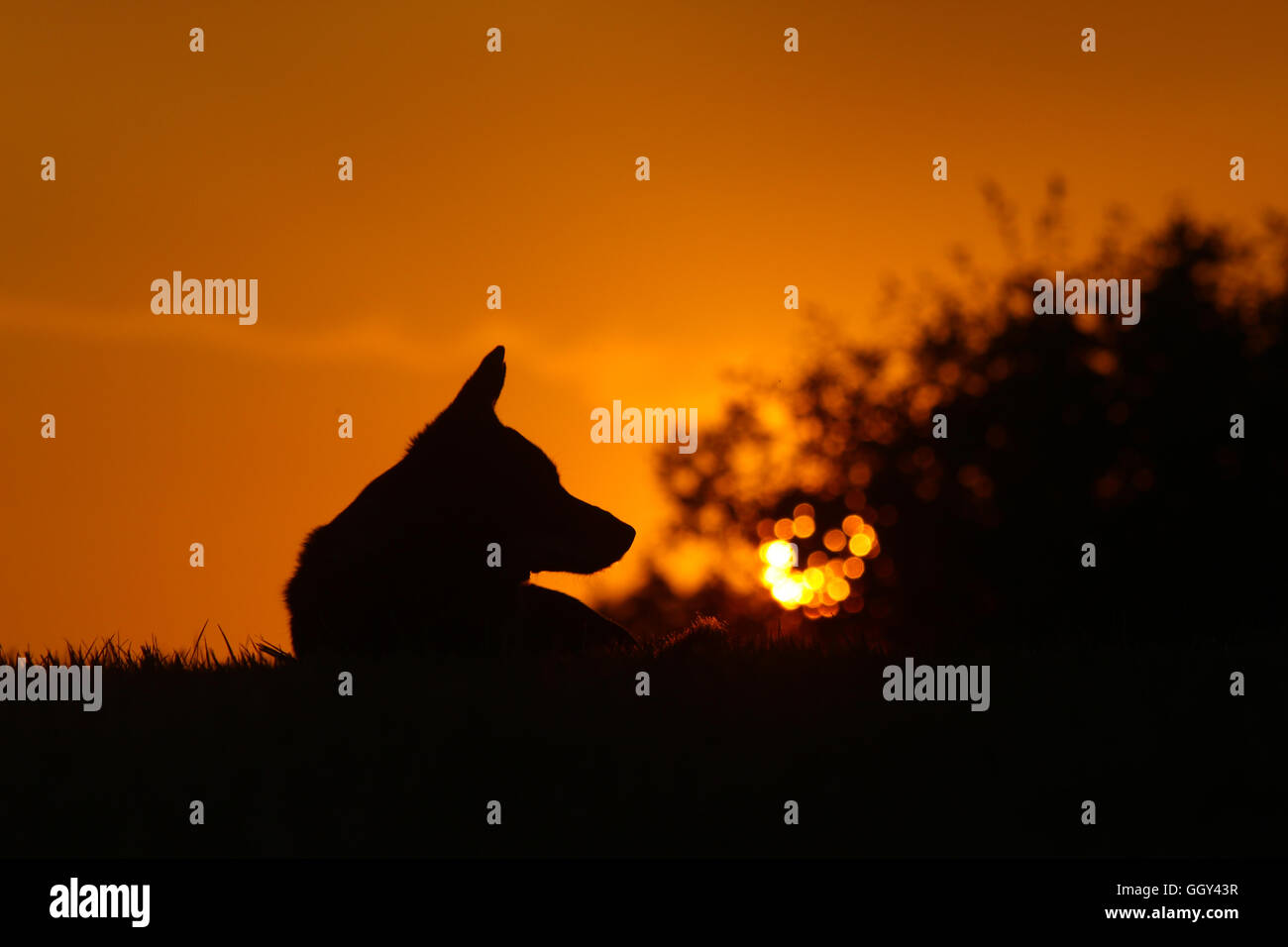 Cane / silhouette silhouette corgi nella parte anteriore di un tramonto Foto Stock