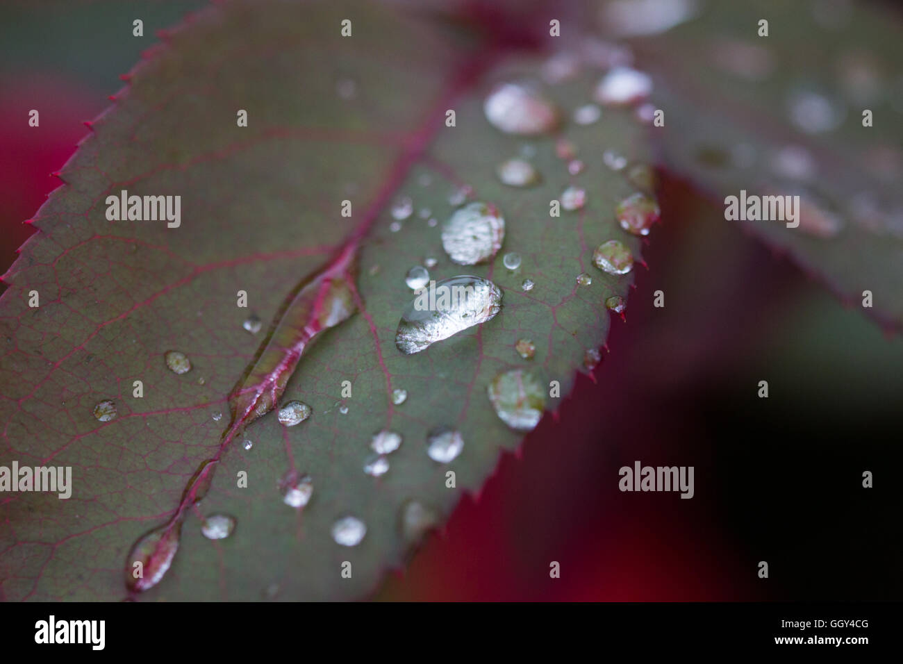 Gocce di acqua su una foglia di rose Foto Stock