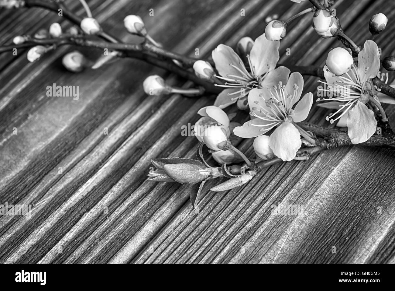Buon compleanno con i fiori Foto e Immagini Stock in Bianco e Nero - Pagina 2 - Alamy