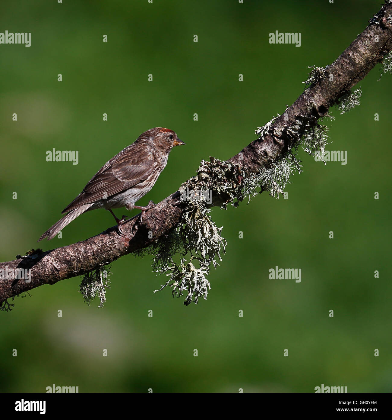 Femmina Redpoll minore arroccato su un muschio-come succursale pronto a volare Foto Stock