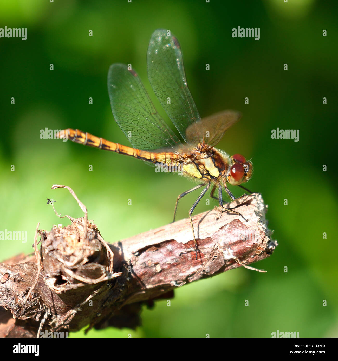 Una bella libellula con giallo, marrone, nero colori e grandi occhi rossi appollaiato su un albero morto il moncone Foto Stock